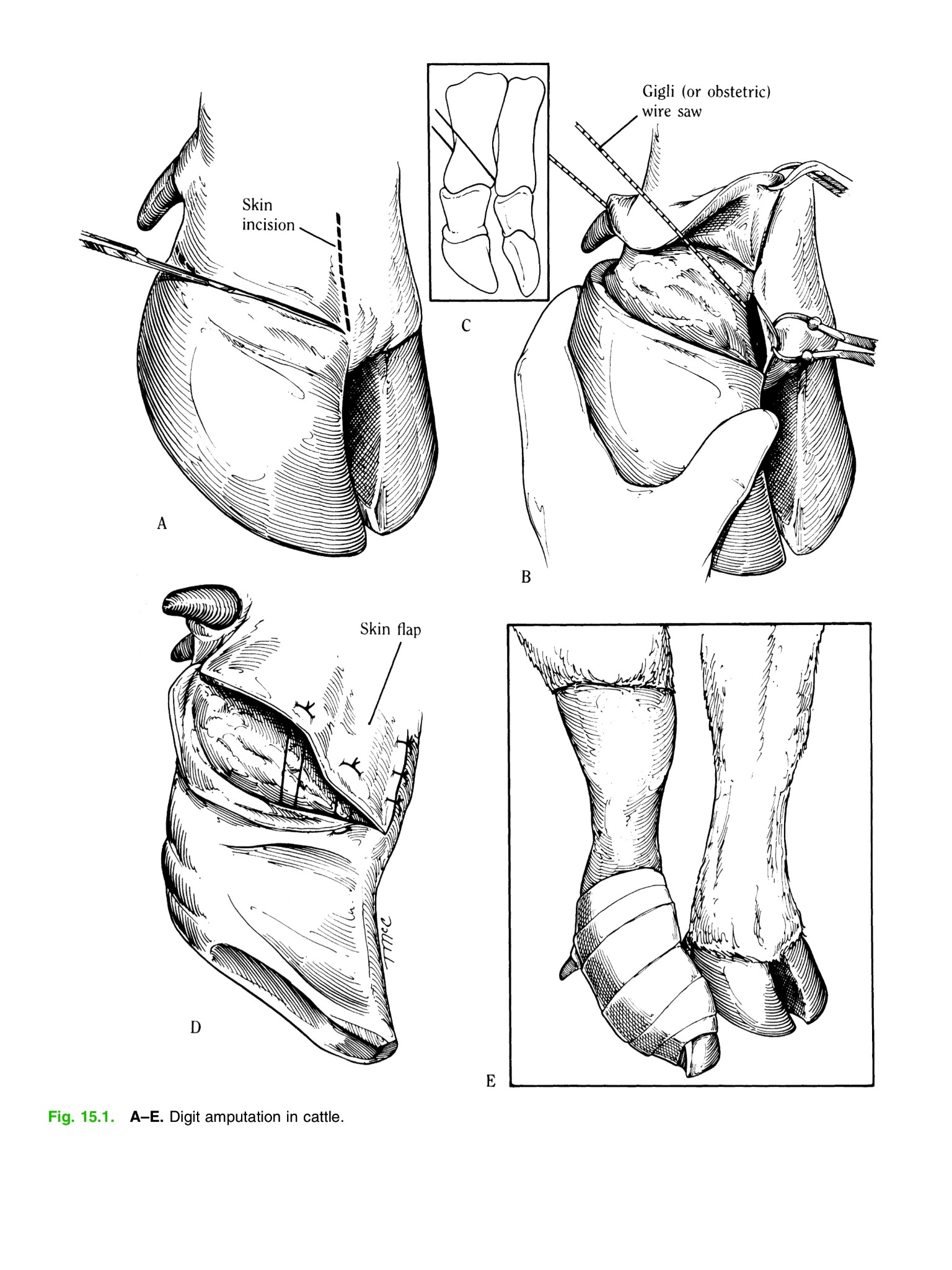 Hoof and Claw Surgeries